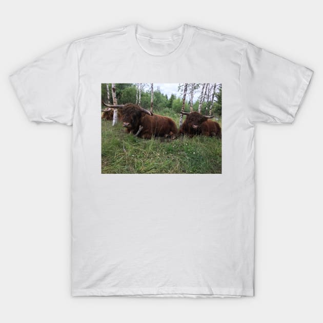 Scottish Highland Cattle Bulls 1463 T-Shirt by SaarelaHighland